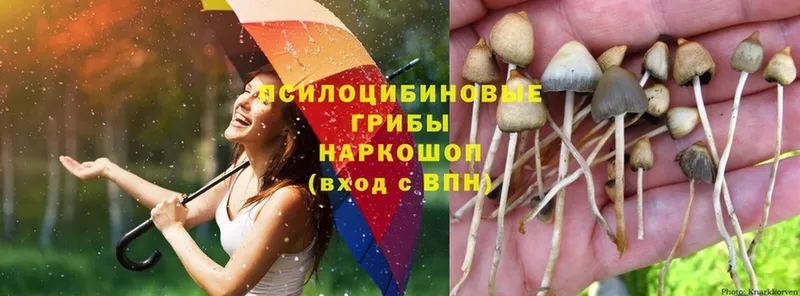 Псилоцибиновые грибы Psilocybine cubensis  Ясногорск 